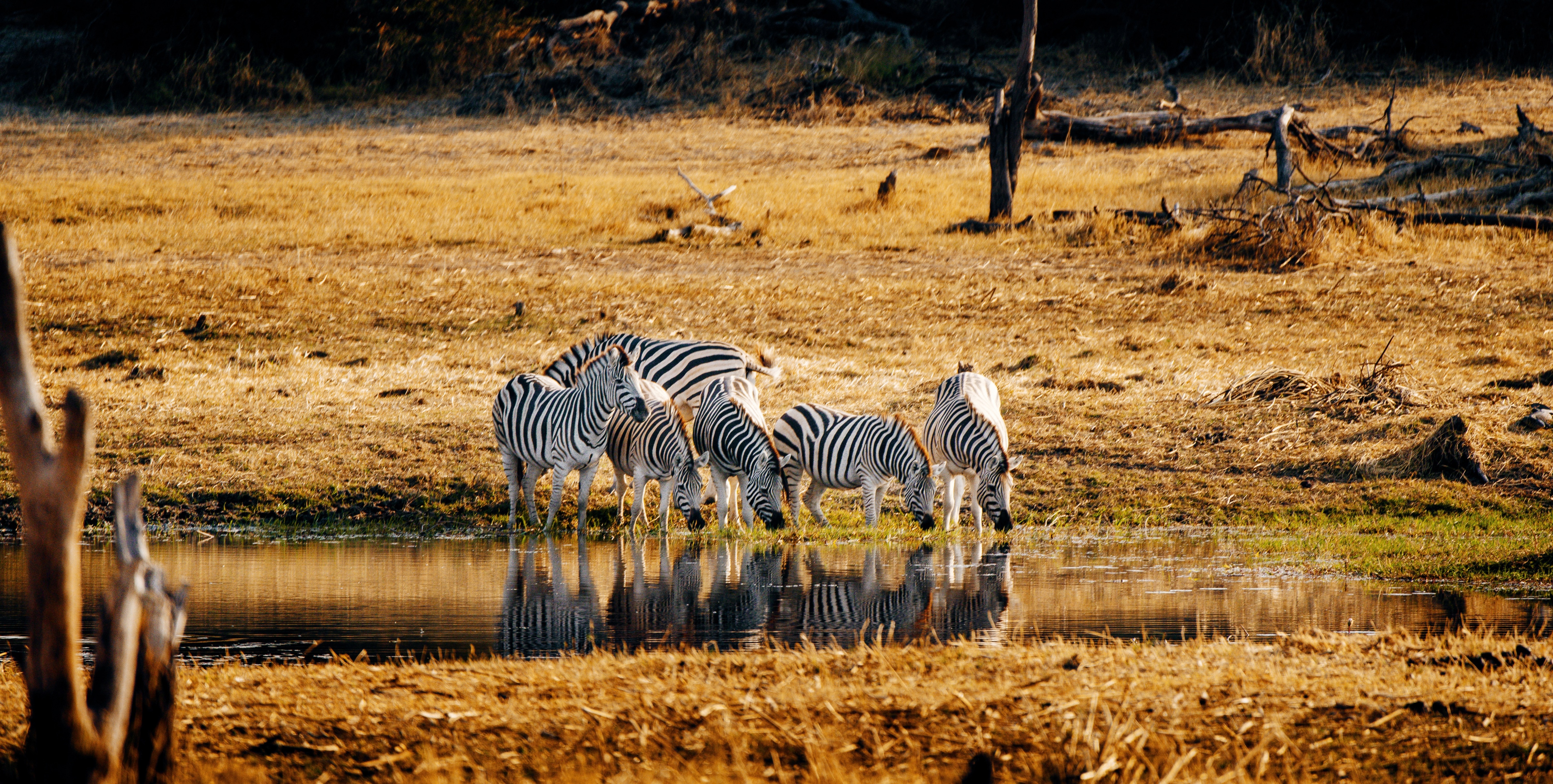 Luxury Safari Journeys